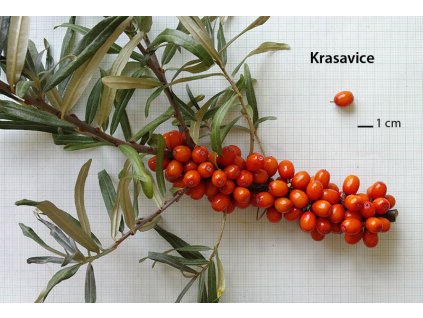 krasavice
