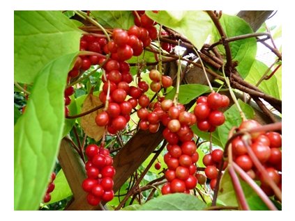 Schisandra