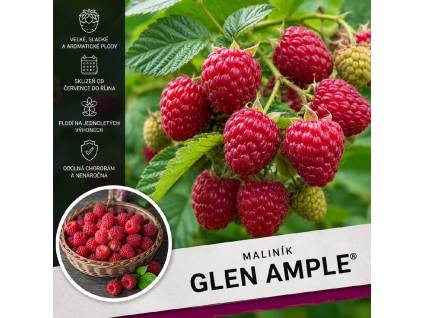 Glen Ample