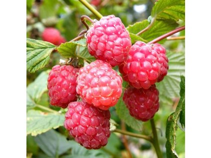 Raspberry Glen Ample