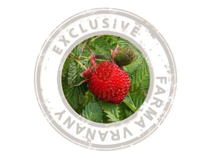RUBUS ILLECEBROSUS