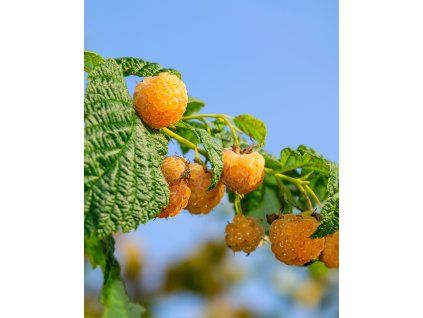 !Fallgodl maliník 1080x1350