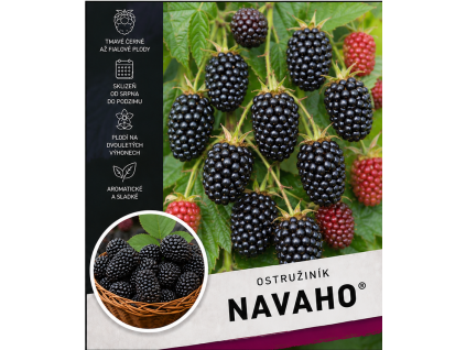navaho