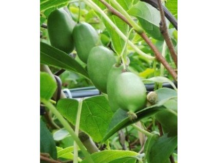 Kiwi Japsai - kontejner 2 l