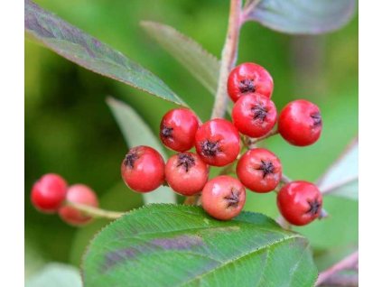 Sorte Aronia Brillant