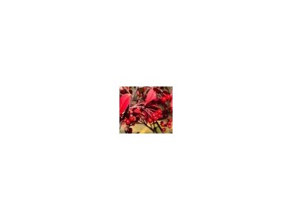 aronia arbutifolia brilliant 250x250 RbMgKyn