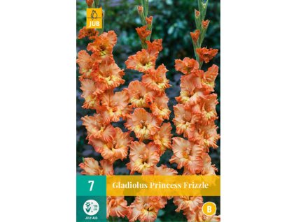 Mečík (Gladiolus) - Princess Frizzle