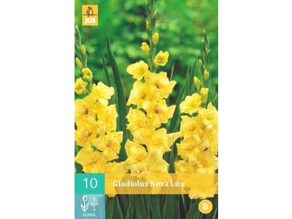 Mečík (Gladiolus) -  Nova Lux
