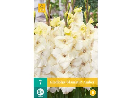 Mečík (Gladiolus) -  Glamini (c) Amber