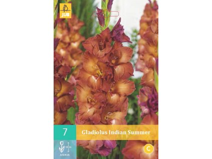 Mečík (Gladiolus) -  Indian Summer