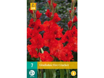 Mečík (Gladiolus) -  Fire Cracker