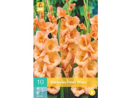 Mečík (Gladiolus) -  Peter Pears