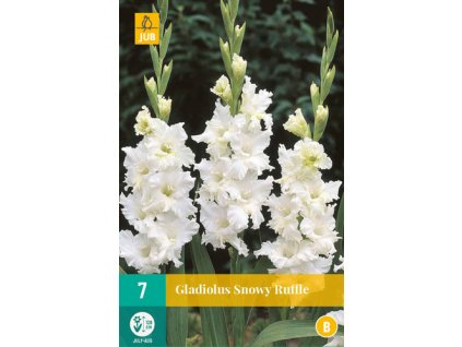 Mečík (Gladiolus) -  Snowy Ruffle