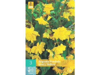 Begónie - Pendula Yellow