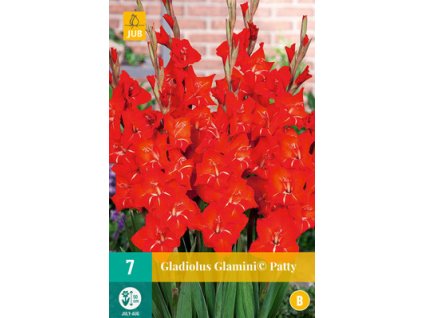 Mečík (Gladiolus) -  Glamini (c) Patty