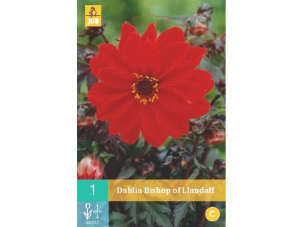 Jiřina - Bishop of Llandaff