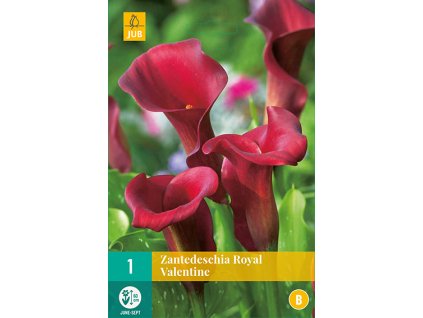 Kala (kornoutice) - Royal Valentine