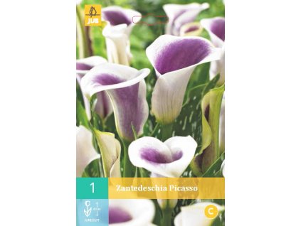 Kala (kornoutice) - Picasso