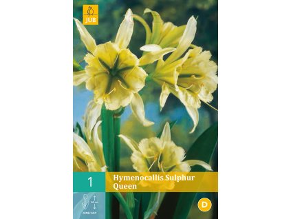 Ismene (Hymenocallis) -Sulphur queen