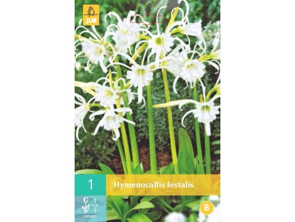 Ismene (Hymenocallis) - Festalis