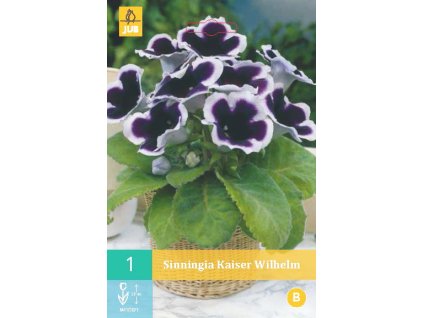 Gloxínie (Sinningia) - Kaiser Wilhelm