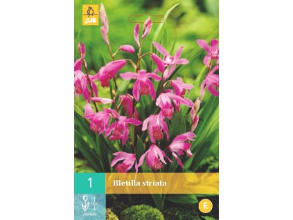 Orchidej Vzpřímená (Bletilla striata)