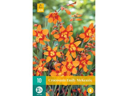 Montbrécie (Crocosmia) - Emily McKenzie