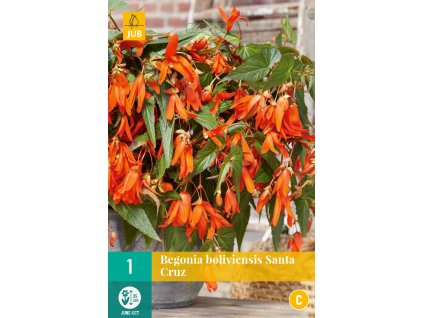 Begónie bolívijská - Santa Cruz