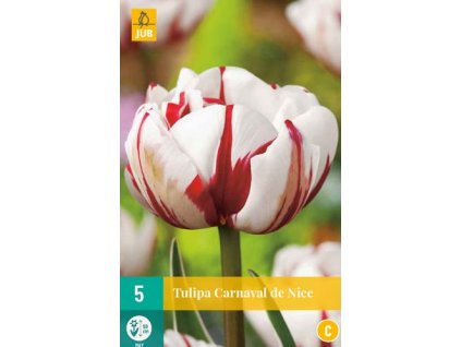 x 5 tulipa carnaval de nice 11 12
