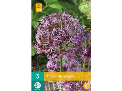 allium christophii 3 ks1