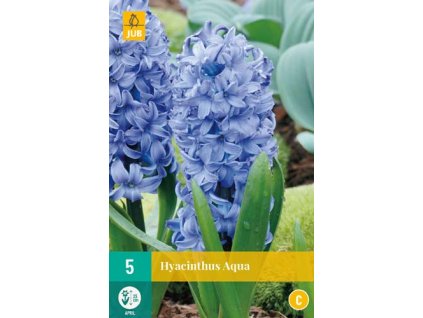 x 5 hyacinthus aqua 15 16