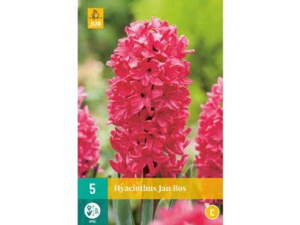 hyacinthus jan bos 5 ks