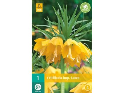 cibule rebciku fritillaria lutea 1 kus
