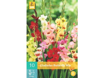 Mečík (Gladiolus) - Butterfly mix