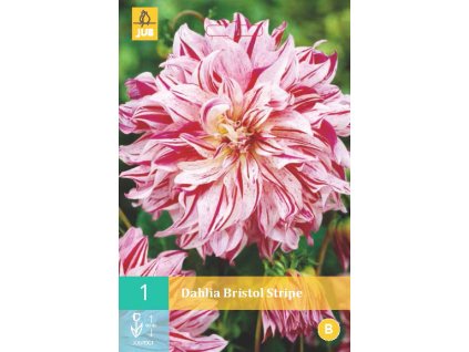 Jiřina - Bristol Stripe