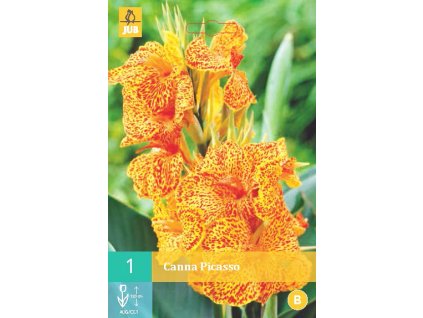 Kana (dosna) - Picasso
