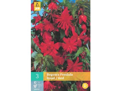 Begónie - Pendula Red