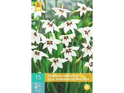 Mečík (Gladiolus) - callianthus Murielae