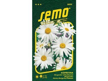 9830 kopretina SHASTA DAISY