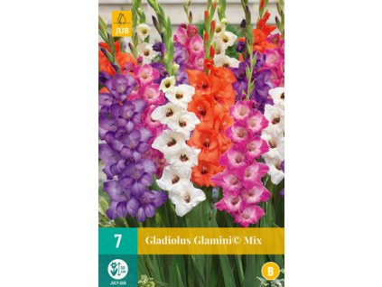 Mečík (Gladiolus) - Glamini (c) mix