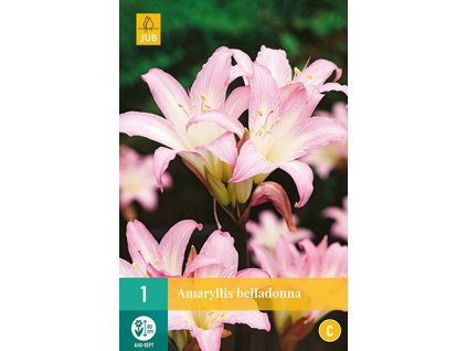 x 1 amaryllis belladonna 20