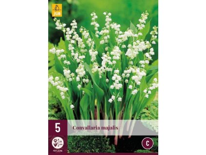 hlizy konvalinky convallaria majalis 5 kusu