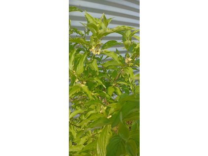 Dřín obecný - Semenáč 2 l