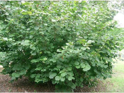 Líska turecká - colurna - kontejner 2 l