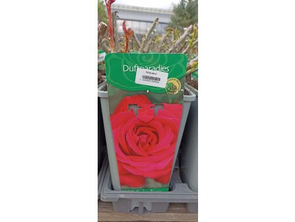 Růže Duftparadies