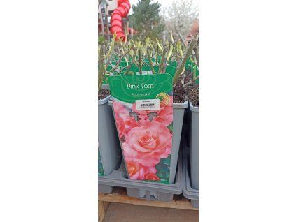 Růže Pink Tom