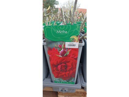 Růže Minha