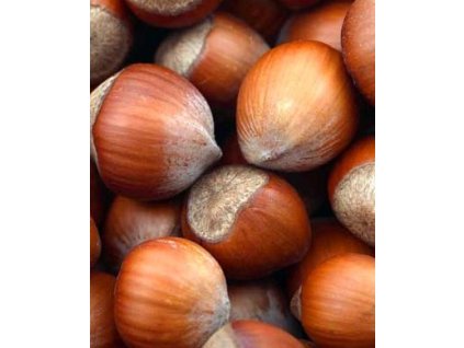 tonda djentile romana