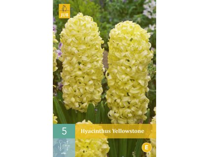 Hyacint - Yellowstone