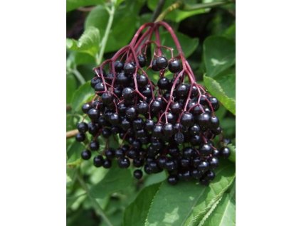 Bez černý - Haschberg - kontejner 2 l